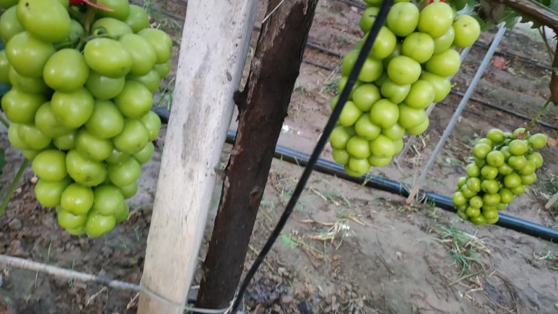 精品葡萄阳光玫瑰葡萄基地直发视频看货以质论价