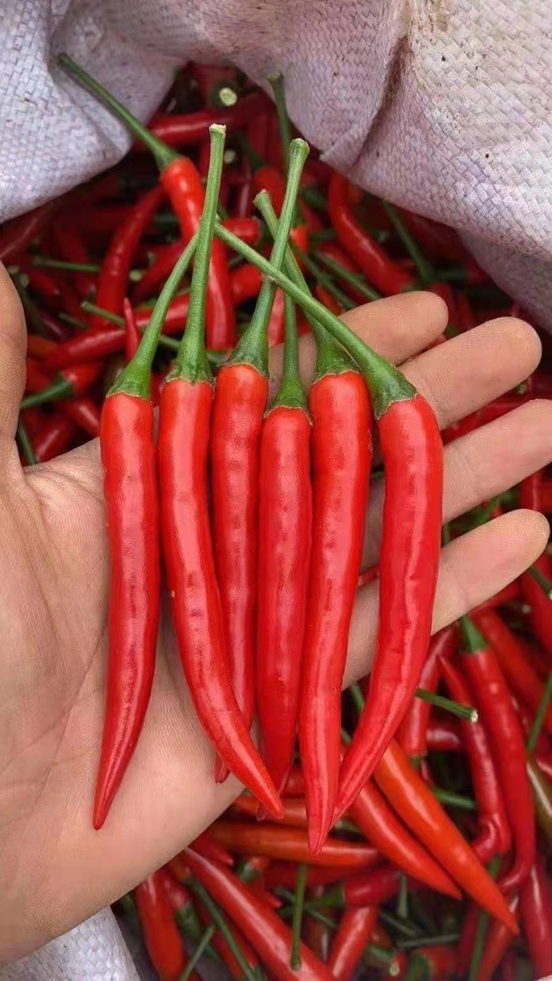 河南商丘精品小米椒条形好新鲜上市艳红辣椒诚信发货