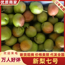 《新梨七号》辛集市翠梨/各种品种梨都有/欢迎老板来电咨询