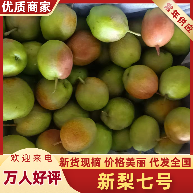《新梨七号》辛集市翠梨/各种品种梨都有/欢迎老板来电咨询