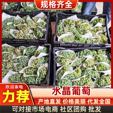 水晶葡萄&云南葡萄/产地大量上货/颗粒大口感甜/现货供应