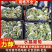 水晶葡萄&云南葡萄/产地大量上货/颗粒大口感甜/现货供应