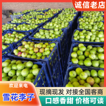 《雪花李子》河北辛集李子，脆甜可口，耐运输，货量大