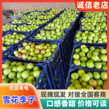 《雪花李子》河北辛集李子，脆甜可口，耐运输，货量大