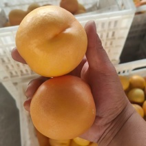 山东蒙阴桃子精品黄桃全国发货对接电商市场商超