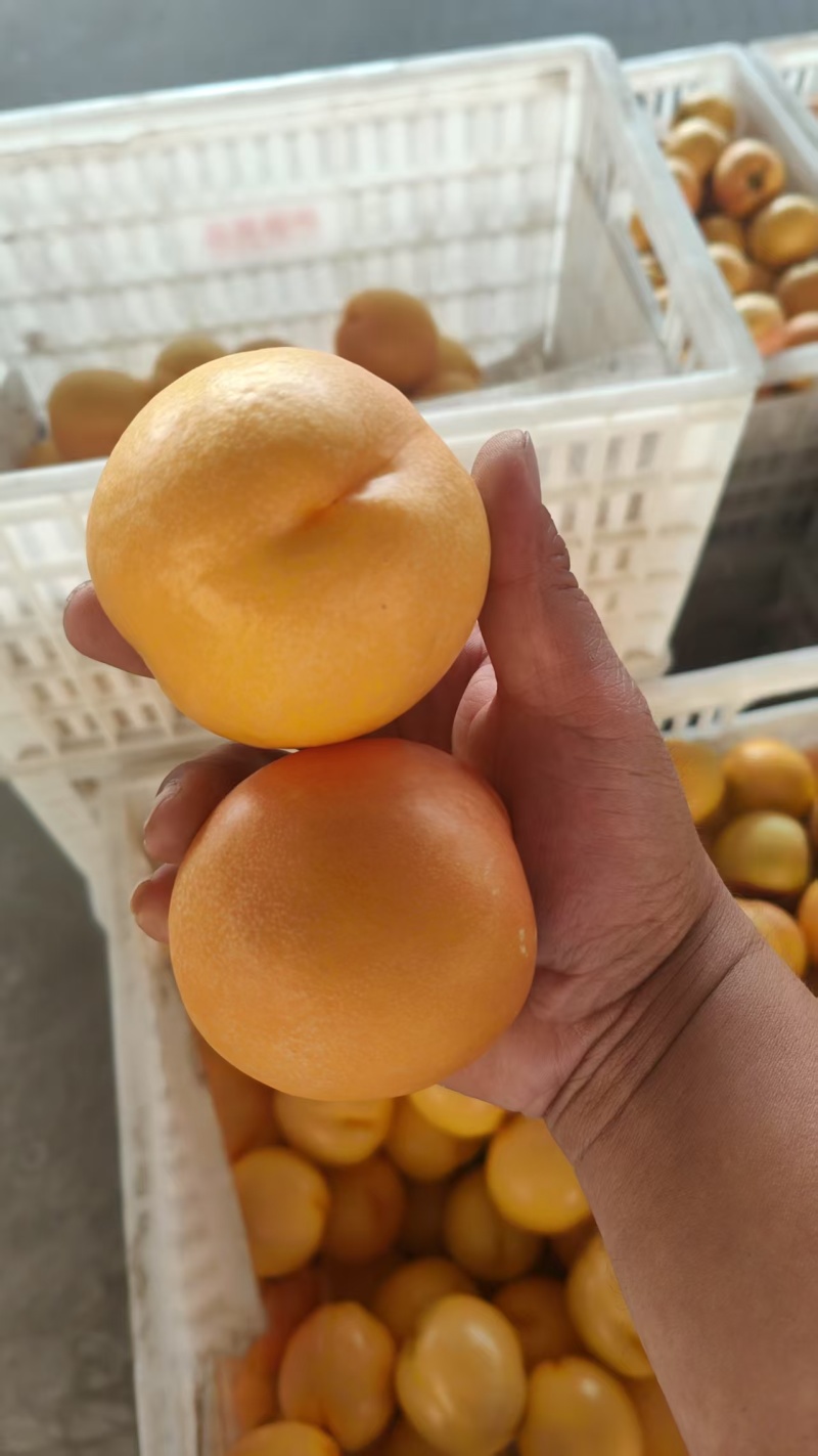 山东蒙阴桃子精品黄桃全国发货对接电商市场商超