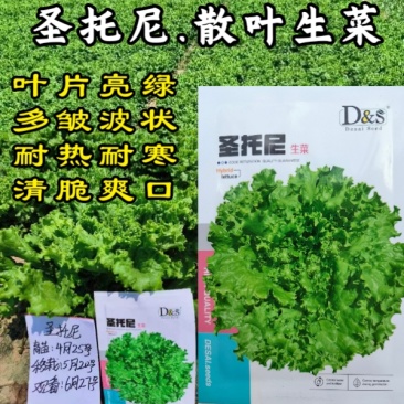 圣脱尼散叶生菜种子亮绿多皱耐热耐寒耐抽苔爽口大速生菜种子