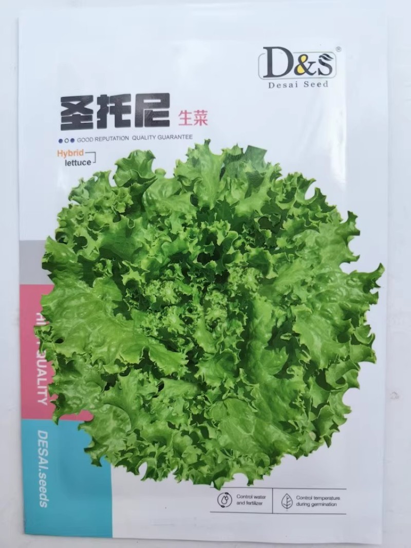 圣脱尼散叶生菜种子亮绿多皱耐热耐寒耐抽苔爽口大速生菜种子