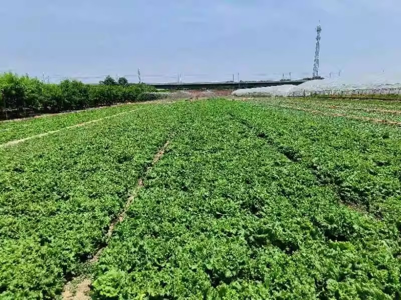 圣脱尼散叶生菜种子亮绿多皱耐热耐寒耐抽苔爽口大速生菜种子