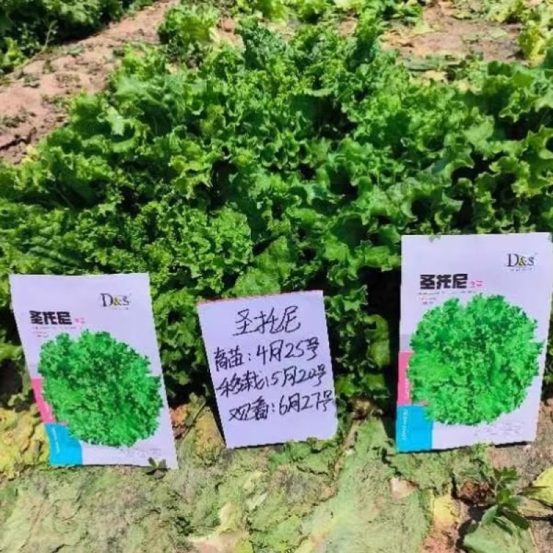 圣脱尼散叶生菜种子亮绿多皱耐热耐寒耐抽苔爽口大速生菜种子