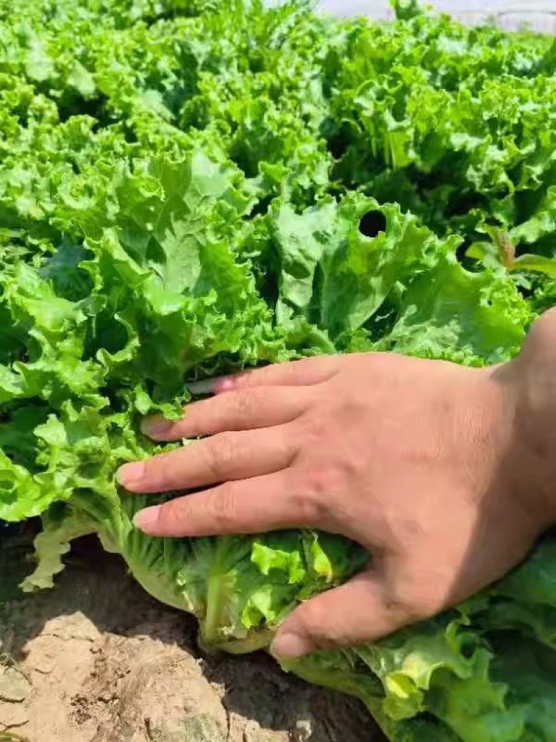 圣脱尼散叶生菜种子亮绿多皱耐热耐寒耐抽苔爽口大速生菜种子