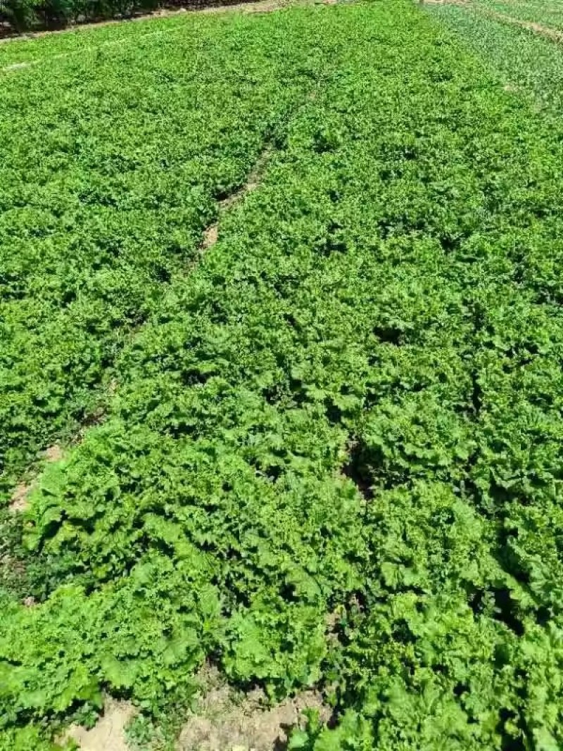 圣脱尼散叶生菜种子亮绿多皱耐热耐寒耐抽苔爽口大速生菜种子