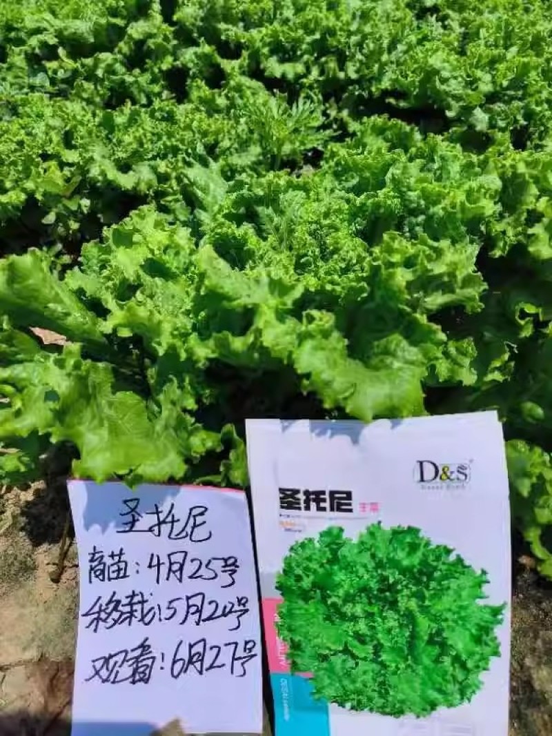 圣脱尼散叶生菜种子亮绿多皱耐热耐寒耐抽苔爽口大速生菜种子