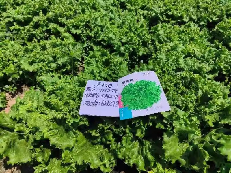 圣脱尼散叶生菜种子亮绿多皱耐热耐寒耐抽苔爽口大速生菜种子