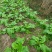 大头菜高品质榨菜寻找农户种植包回收寻找合作伙伴