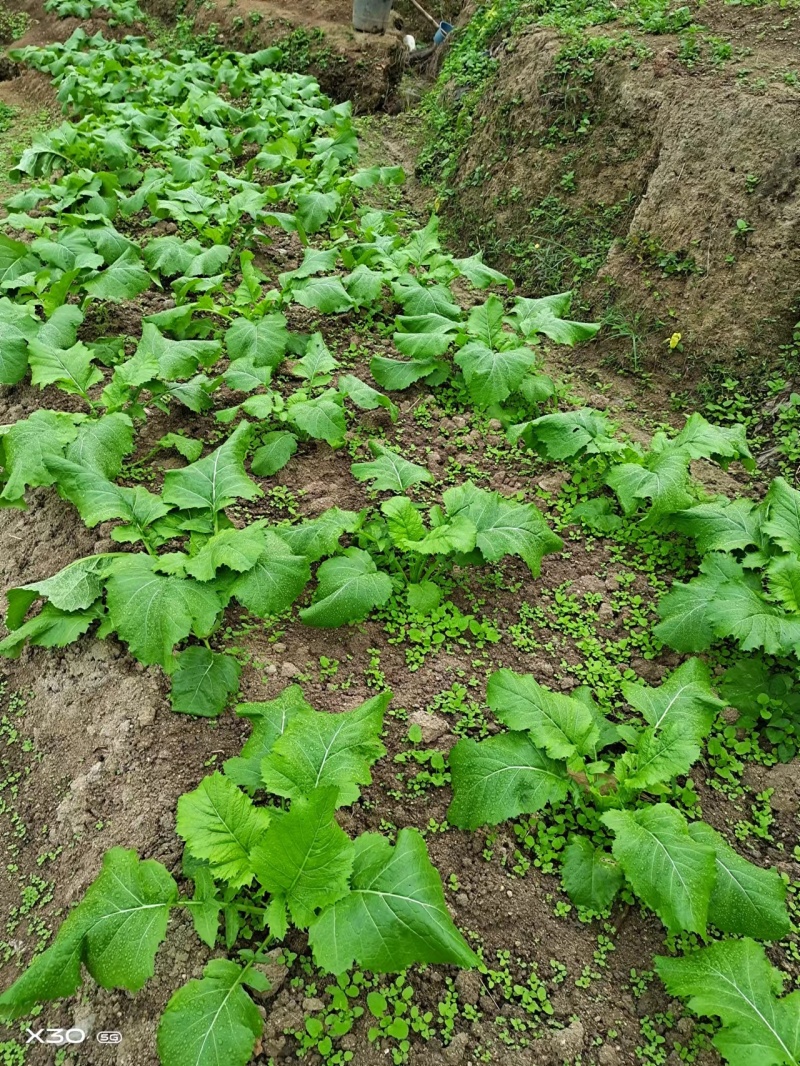 大头菜高品质榨菜寻找农户种植包回收寻找合作伙伴