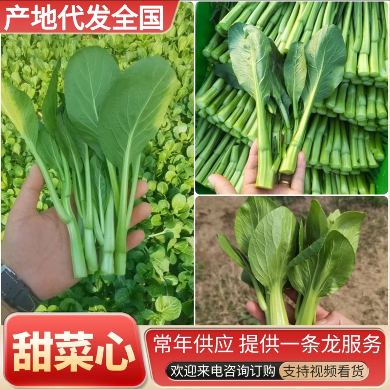 广东菜心&甜菜心&上海青苔/阜阳太和县基地现货/全国发货