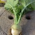 大头菜高品质榨菜寻找农户种植包回收寻找合作伙伴