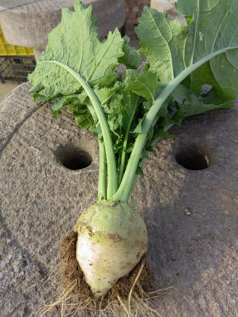 大头菜高品质榨菜寻找农户种植包回收寻找合作伙伴