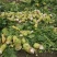 大头菜高品质榨菜寻找农户种植包回收寻找合作伙伴