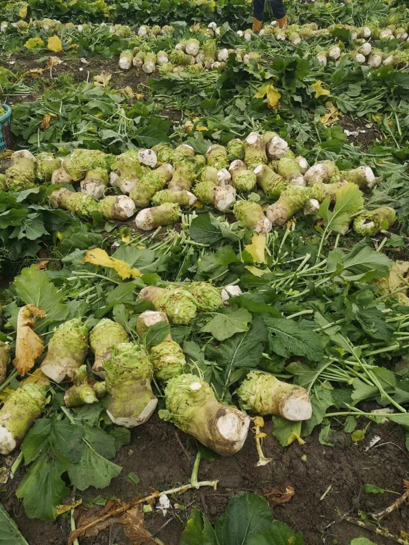大头菜高品质榨菜寻找农户种植包回收寻找合作伙伴