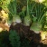 大头菜高品质榨菜寻找农户种植包回收寻找合作伙伴