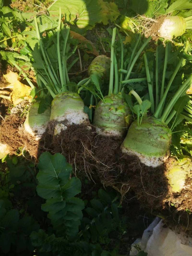 大头菜高品质榨菜寻找农户种植包回收寻找合作伙伴
