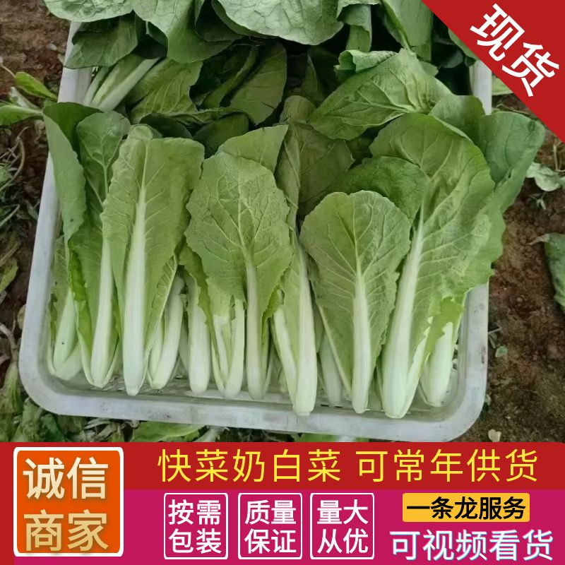 【奶白菜】安徽阜阳太和县～产地常年供应，全国发货