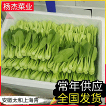 【常年供应】上海青太和基地直供/新鲜采摘按需包装