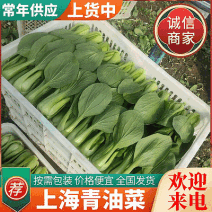 安徽油菜【上海青】对接电商市场商超等常年供应欢迎电联