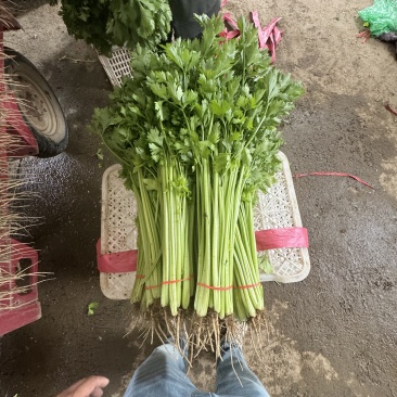精品香芹对接电商市场商超可视频看货一手货源