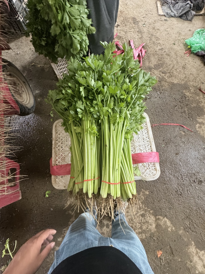 精品香芹对接电商市场商超可视频看货一手货源