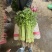精品香芹对接电商市场商超可视频看货一手货源