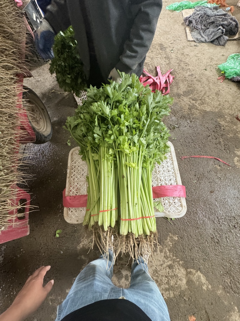 精品香芹对接电商市场商超可视频看货一手货源