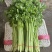 精品香芹对接电商市场商超可视频看货一手货源
