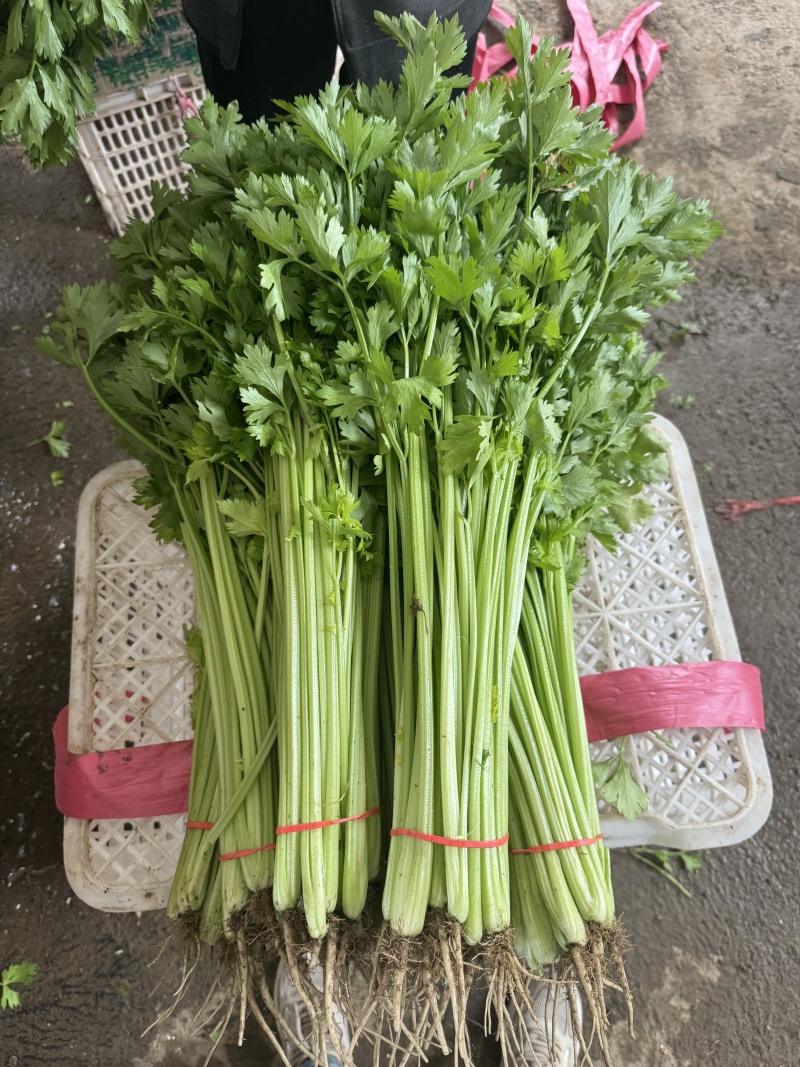 精品香芹对接电商市场商超可视频看货一手货源
