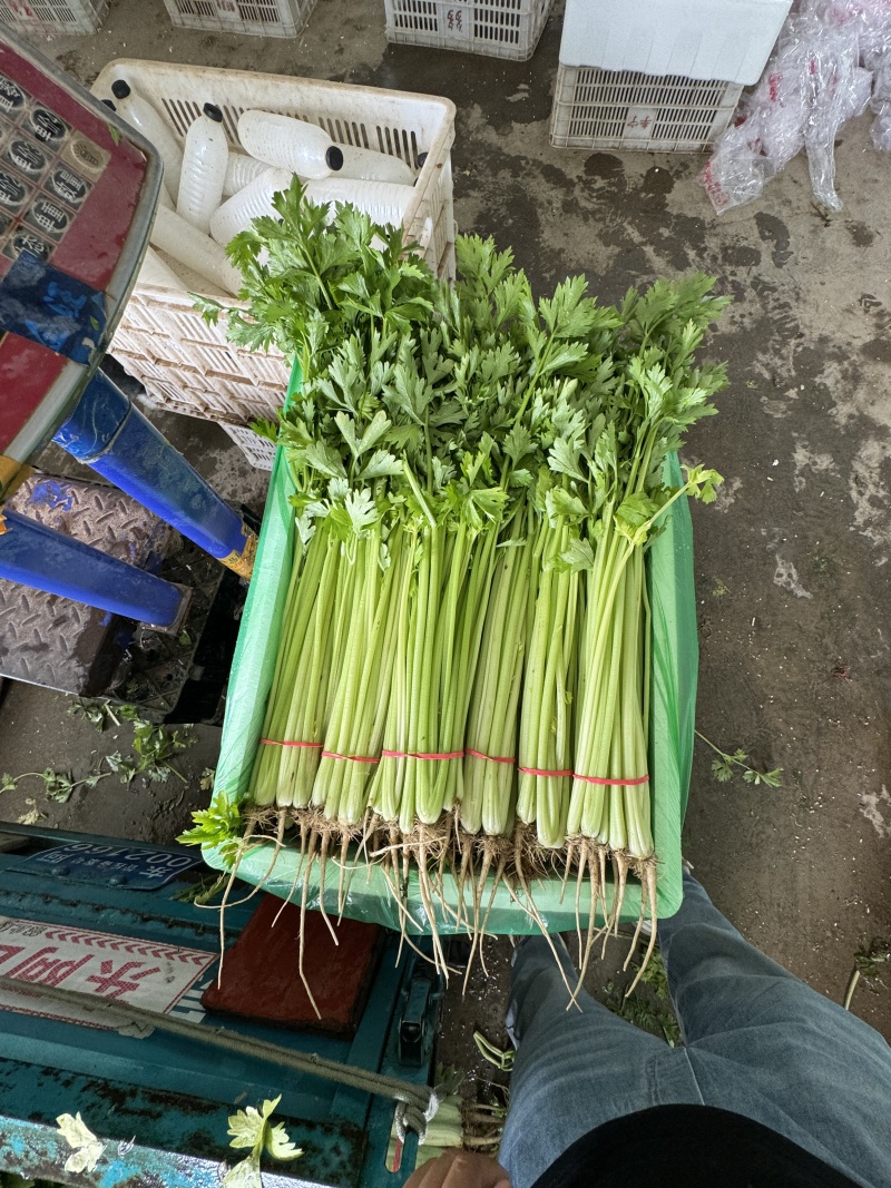 精品香芹对接电商市场商超可视频看货一手货源