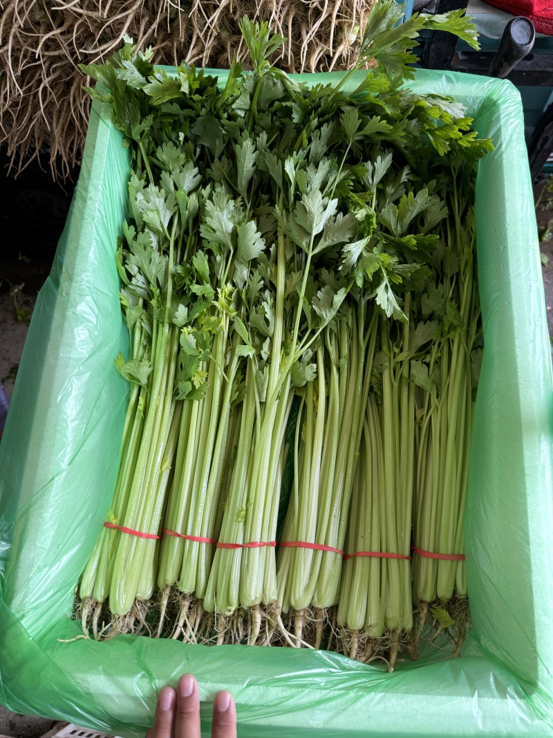 精品香芹对接电商市场商超可视频看货一手货源