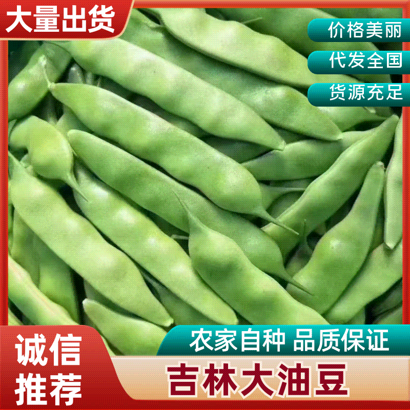 吉林公主岭陆地大油豆大量上市，质量好价格合理，可供全国