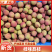 桂味荔枝广东荔枝产地一手货源，价格可谈量大从优可视频看货