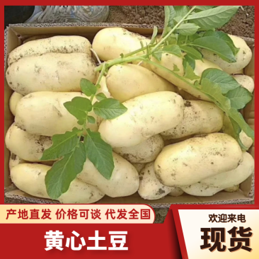 滕州精品土豆，荷兰，V7，沃土，黄皮黄肉，每斤加一毛包邮