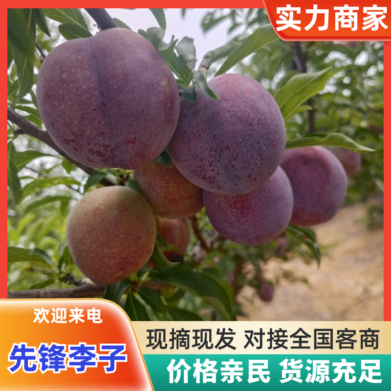 先锋李湖北李子精品先锋李子万亩基地持续供应品质保证