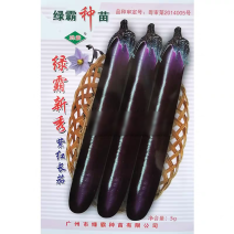 绿霸新秀紫红长茄种子果条顺直美观头尾均匀高产深紫红色茄子