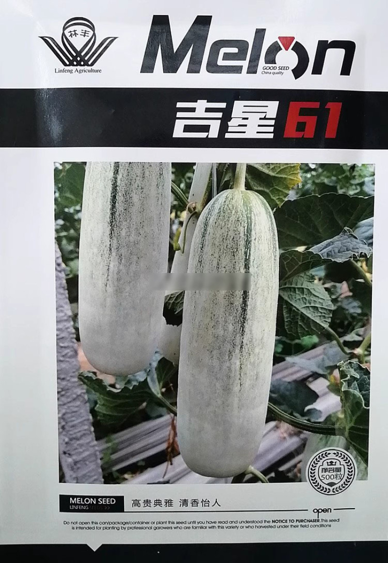 吉星61甜瓜种子口感甜脆红瓤绿肉林丰高糖甜瓜种籽果灰白