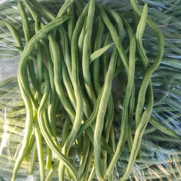 架豆王豆角20厘米以上甘肃豆角产地代发全国