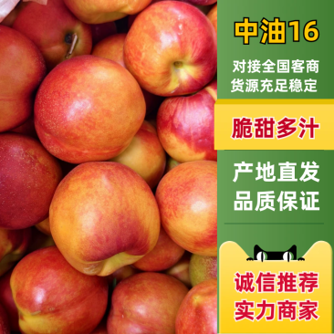 （实力）中油16号油桃黄肉油桃视频看货品质精选
