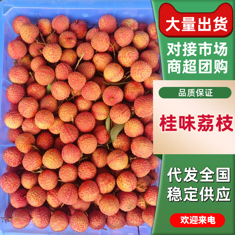 桂味荔枝广东荔枝产地一手货源，价格可谈量大从优可视频看货