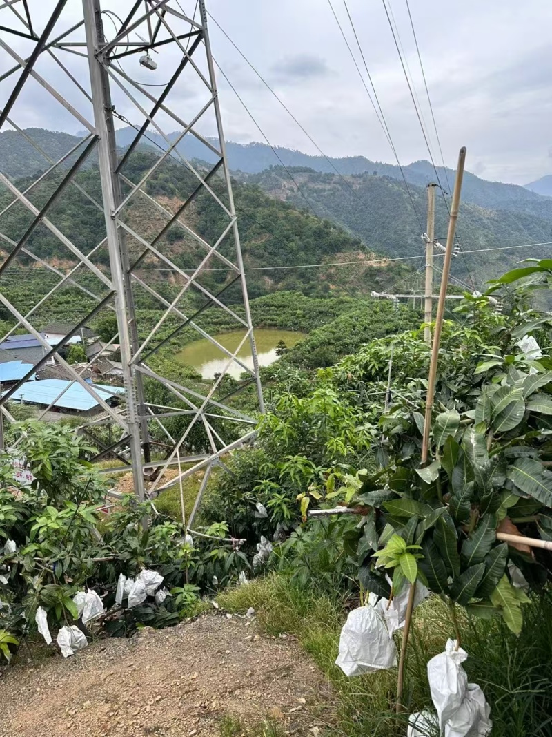 四川攀枝花凯特芒即将上市产地直发欢迎随时咨询