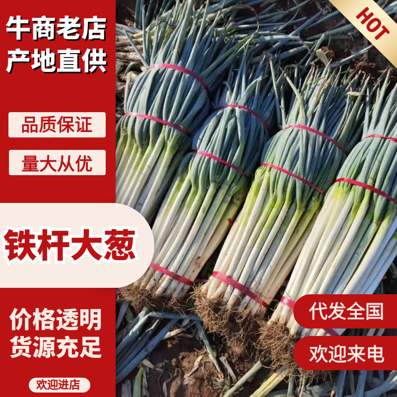 【河北大葱批发】大葱-铁杆大葱论价随行就市诚信经营
