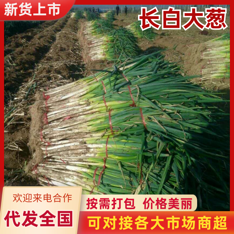 【河北大葱】长白大葱，产地直发量大价优，对接全国电商市场
